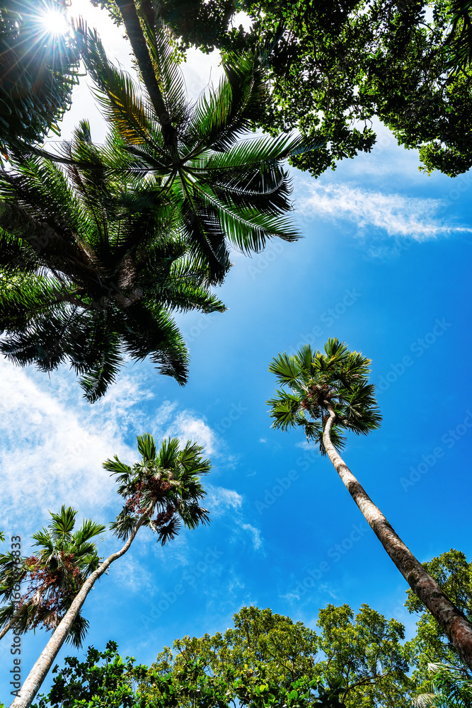 Fototapeta premium A low-angle shot looking up at a collection of lush tropical trees silhouetted against a bright blue sky with light clouds