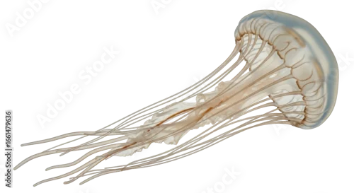 Obraz Isolated Jellyfish