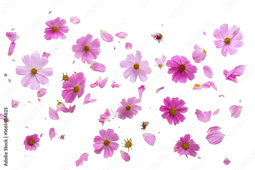 Falling pink cosmos flowers and petals, jpeg, png, transparent Falling pink cosmos flowers and petals, jpeg, png, transparent