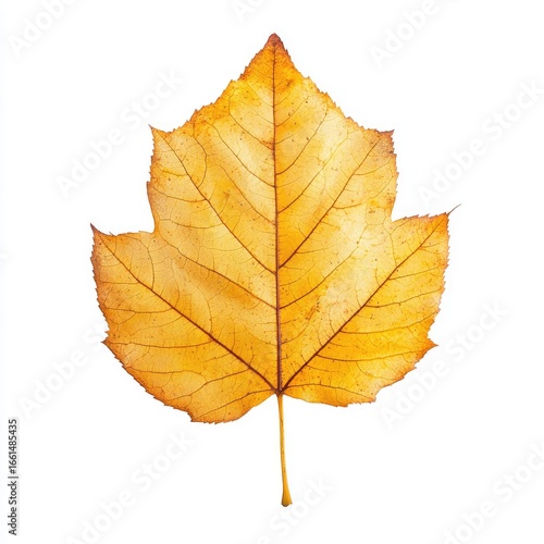 Dried autumn leaf, pale yellow, isolated (1)