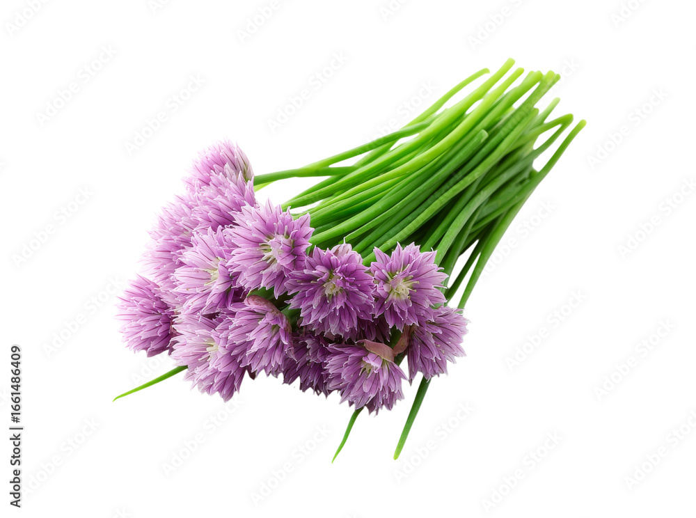 Fototapeta premium Fresh chive blossoms bunch isolated black background, Isolated On Transparent Background