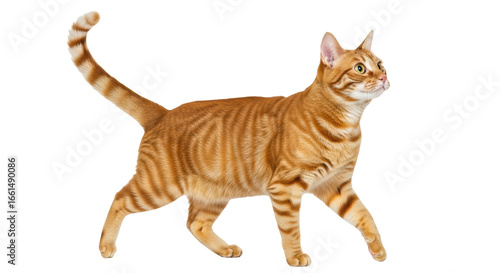 Isolated Ginger Cat Walking