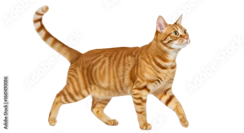 Fototapeta na wymiar Isolated Ginger Cat Walking