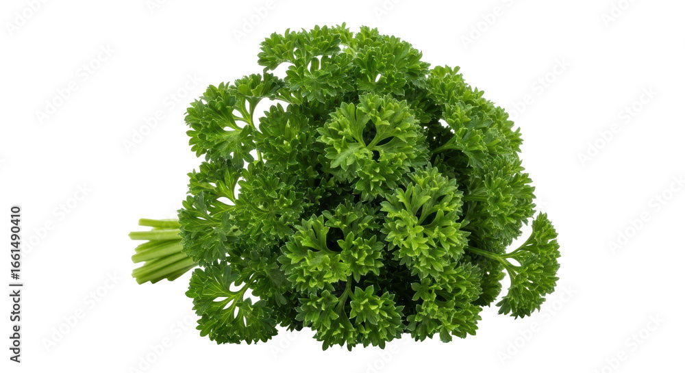 Obraz premium Isolated Fresh Parsley Bunch