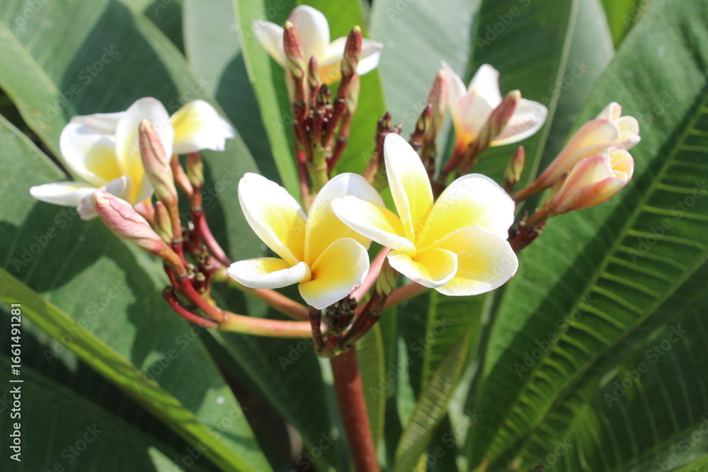 Obraz premium Frangipani or the Plumeria flowers 