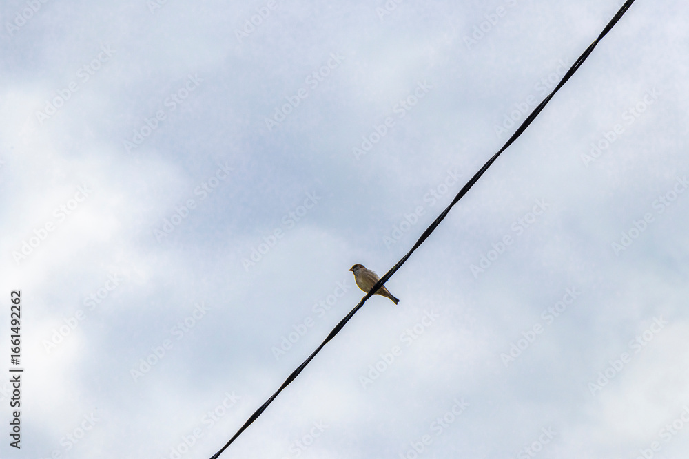 Small bird sitting alone on a power line in Belarus. Small bird sitting alone on a power line in Belarus.