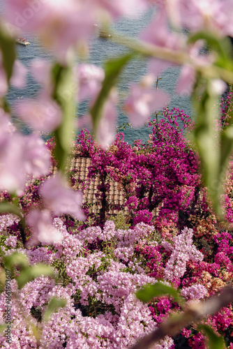 pink flowers by the sea