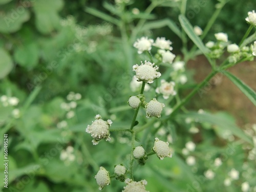 Santa Maria feverfew, whitetop weed or the Parthenium hysterophorus