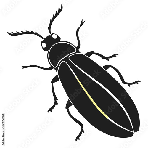 black beetle isolated on white background