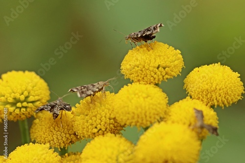 Brennnessel-Spreizflügelfalter (Anthophila fabriciana) auf Rainfarn (Tanacetum vulgare)