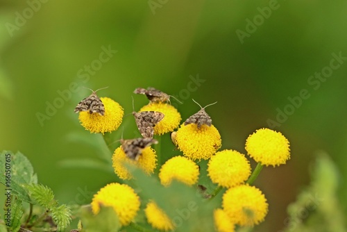 Brennnessel-Spreizflügelfalter (Anthophila fabriciana) auf Rainfarn (Tanacetum vulgare)