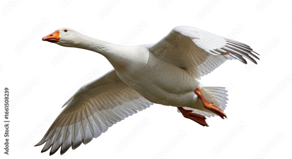 Obraz premium Isolated White Goose Flying