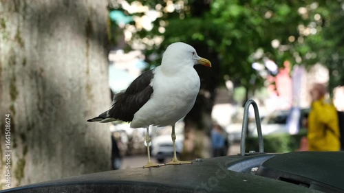 Seagull