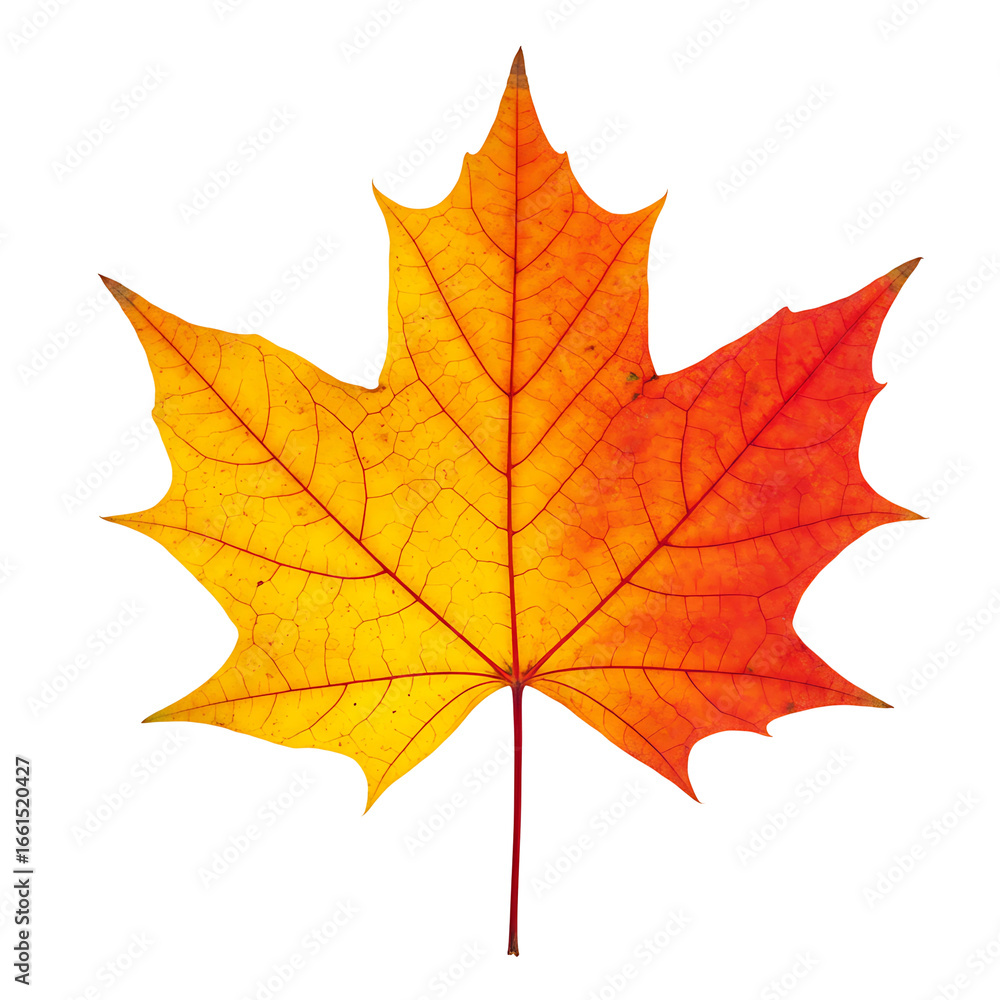 Fototapeta premium Autumn Maple Leaf Illustration