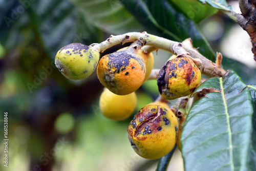 Loquat (Eriobotrya japonica...