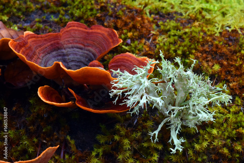 A wood fungus and a lichen ...