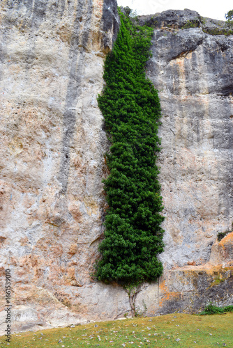 An ivy (Hedera helix) climb...