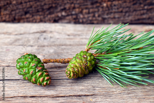 Green cones of the Scots pi...