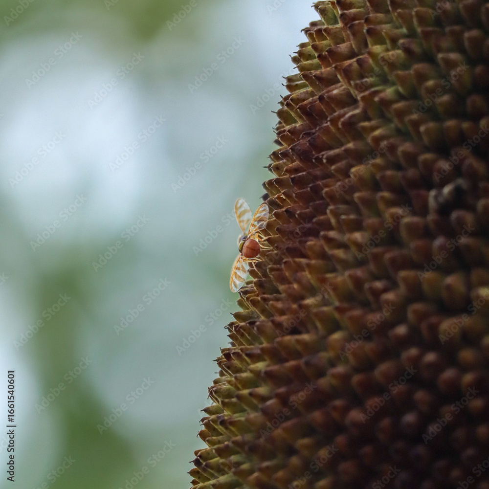 Fototapeta premium Moth on Jackfruit Closeup
