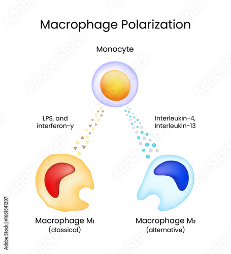 Macrophage Polarization Monocyte to M1 and M2 Macrophages