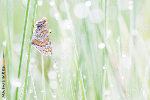 marsh fritillary with drops of bokeh