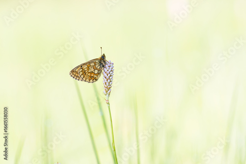 Boloria selene in the early morning