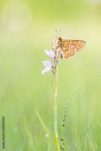 marsh fritillary at dawn