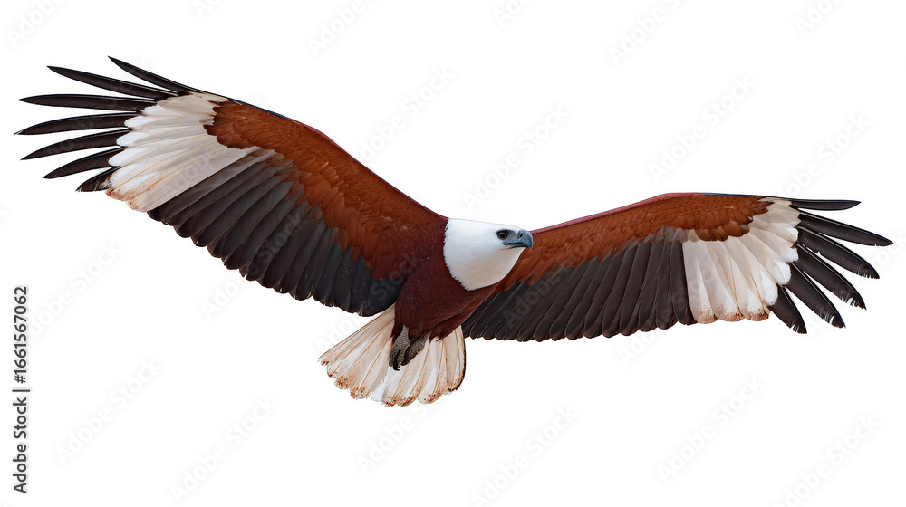 Fototapeta premium Majestic bird in full flight soaring gracefully through the clear blue sky with its wings spread wide showcasing its beautiful feathers and incredible wingspan in the open air.