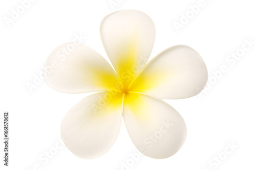 A radiant white and yellow plumeria flower with a classic five-petal shape, showcasing its tropical elegance and purity in a simple composition isolated on a transparent background