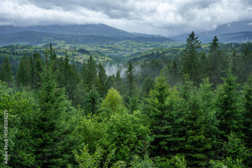 pine trees in the mountains