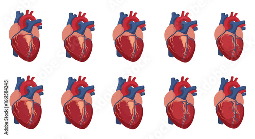 Multiple human heart illustrations in various views on a white background
