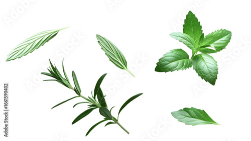 Assortment of Fresh Rosemary and Mint Leaves on a Background green herbs isolated on a transparent background
