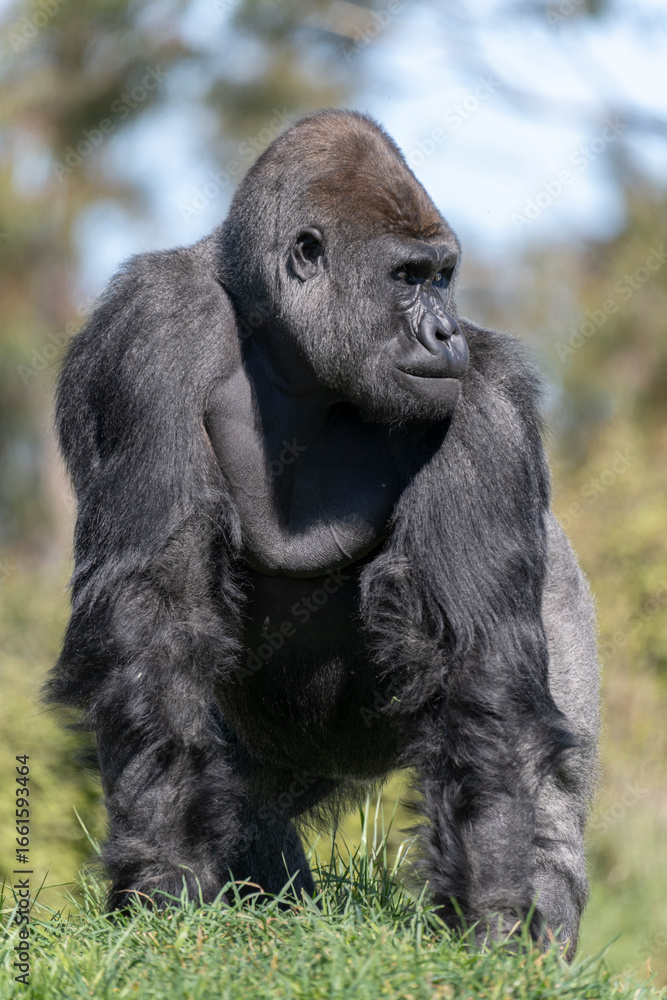 Obraz premium Gorilla against pale green background