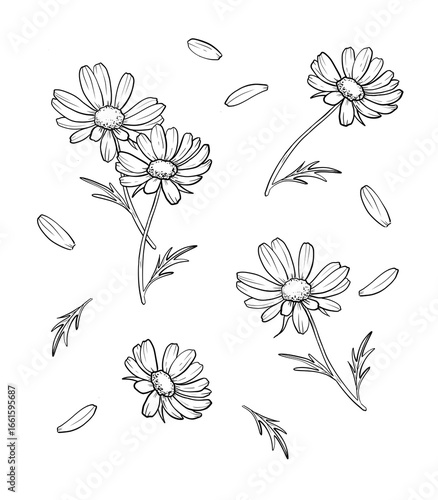A set of black and white outline flowers isolated individual daisies, bouquets, leaves, petals for summer and spring design.	