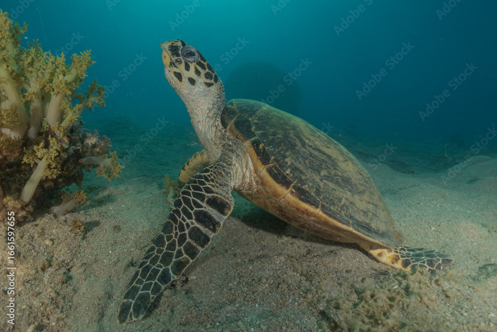 Fototapeta premium Hawksbill sea turtle in the Red Sea