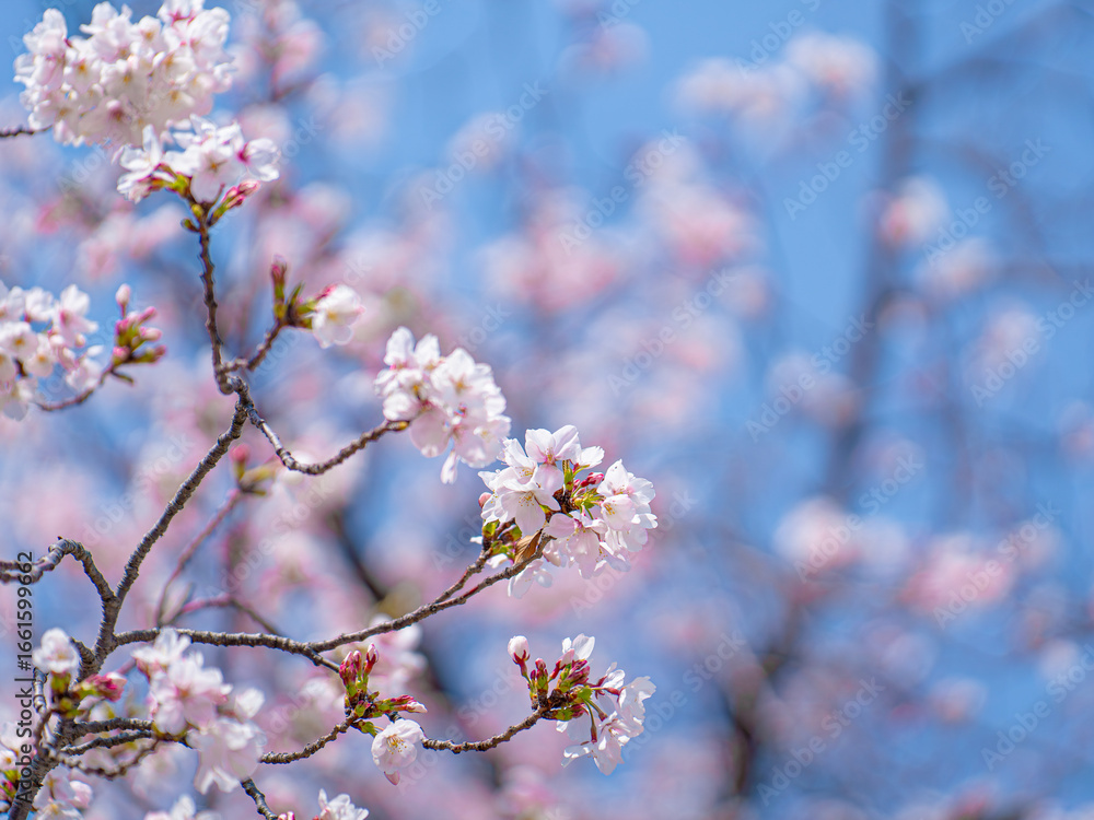 Obraz premium 大阪城公園の桜と青空
