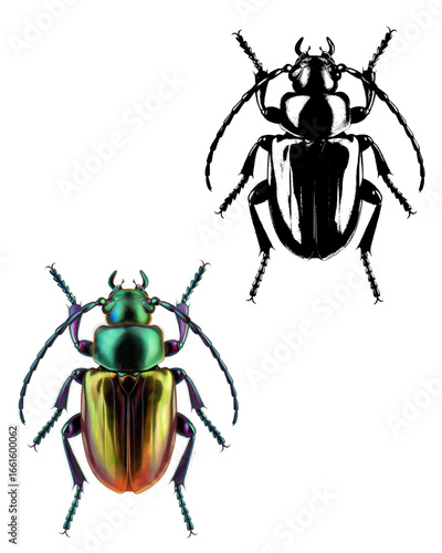 Stunning iridescent beetle illustration perfect for nature design and educational projects