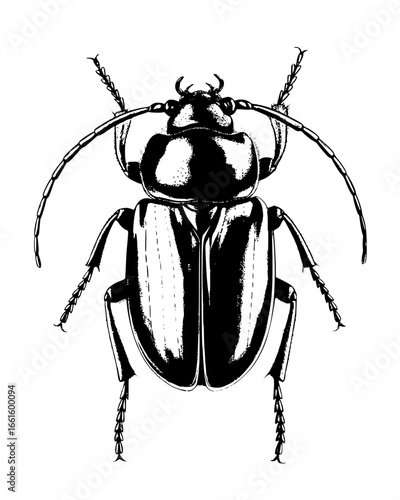 Detailed black and white illustration of a beetle perfect for nature science and educational content