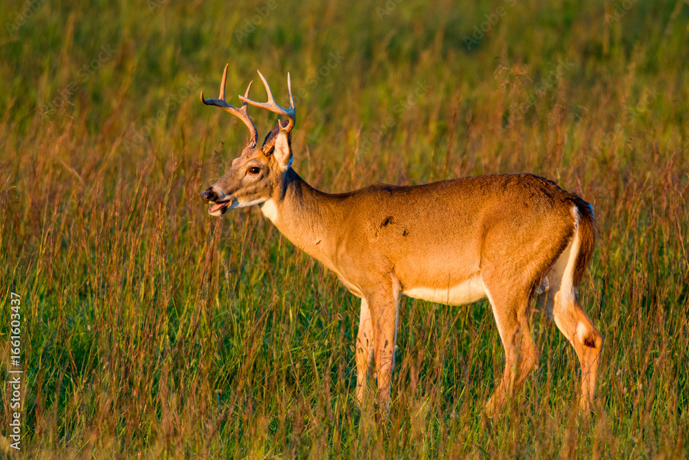White-tailed deer buck standing in a grassy meadow at sunset White-tailed deer buck standing in a grassy meadow at sunset