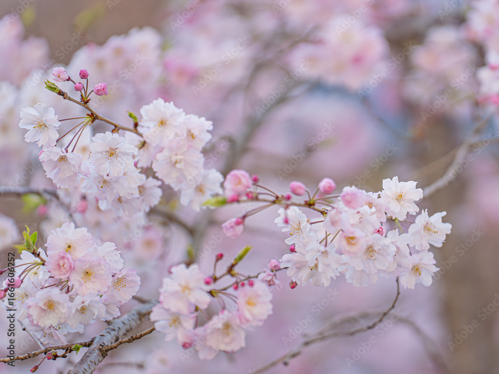 Naklejka premium 大阪城公園の桜と青空