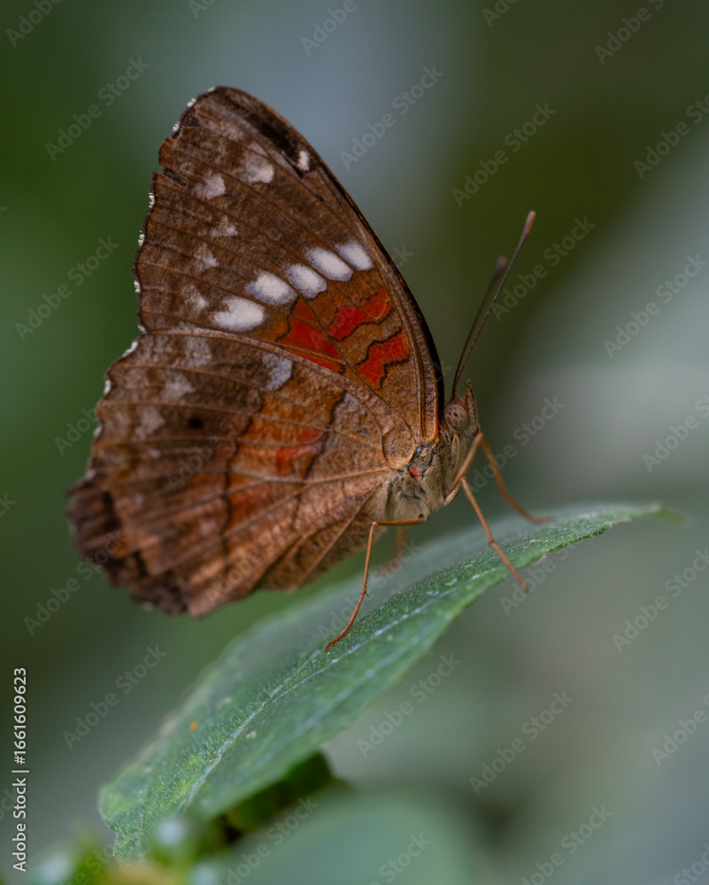 Obraz premium Anartia amathea, the brown peacock (scarlet peacock, red peacock) a species of nymphalid butterfly