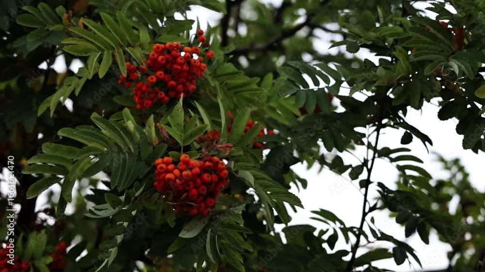 The video shows a branch of a rowan tree with ripe red berries gently swaying in the breeze. A natural autumn scene full of color and calm atmosphere. The video shows a branch of a rowan tree with ripe red berries gently swaying in the breeze. A natural autumn scene full of color and calm atmosphere.