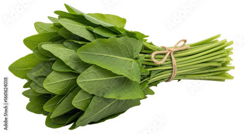 Fotografía Isolated Sorrel Bundle