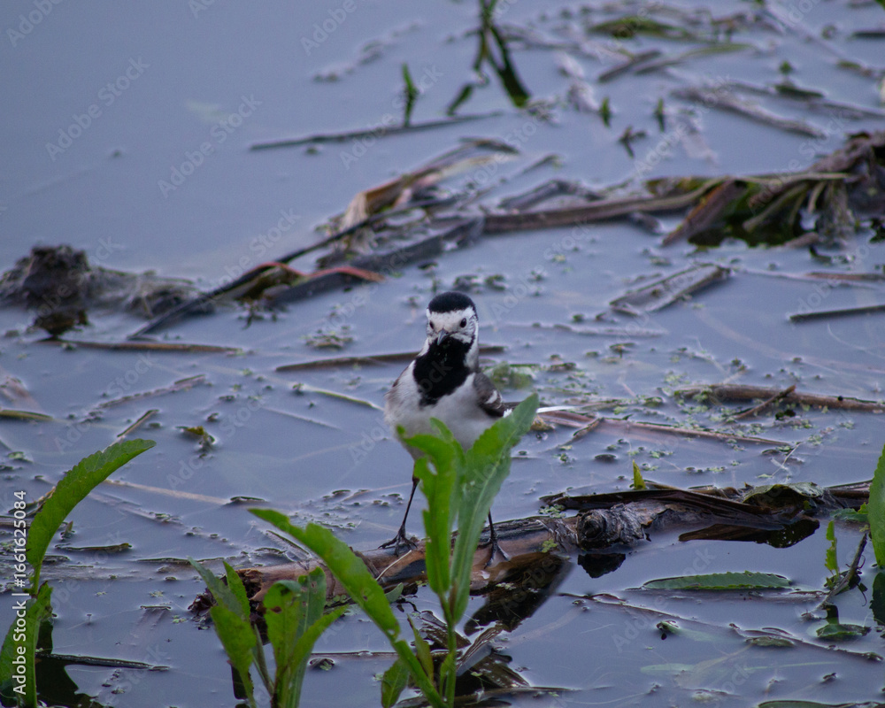 Naklejka premium Adult male White wagtail (Motacilla alba) posing on small bark of trunk with clean green background in pond