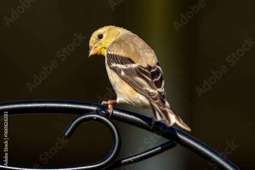 Male American Goldfinch (Spinus tristis) in its non-breeding colors perched on a decorative metal plant staff.  The American Goldfinch is the state bird of Iowa, New Jersey, and Washington.