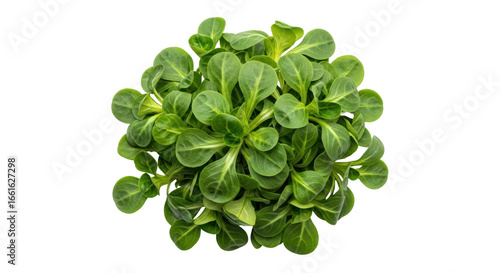 Tableau sur toile Isolated Lamb's Lettuce