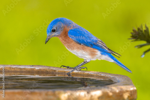 Male Eastern Bluebird (Sialia sialis) perched on a bird bath looking at the water.