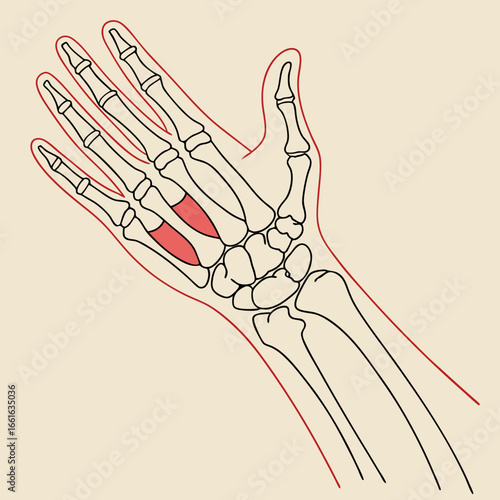 Human Hand Bone Anatomy Illustration