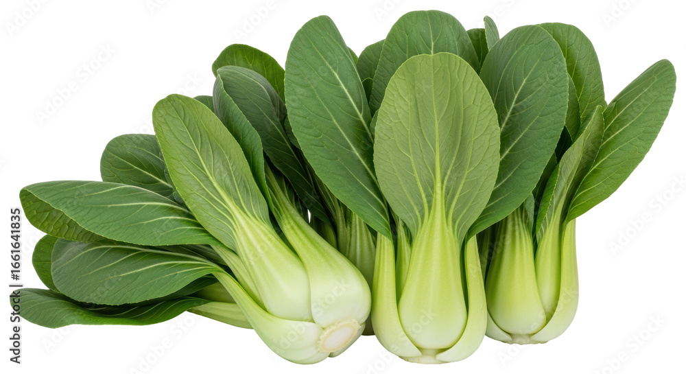 Obraz premium Isolated Bok Choy Chinese Cabbage