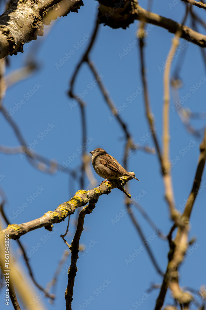 House Sparrow Female (Passer domesticus) common in urban and rural habitats across Europe and Asia House Sparrow Female (Passer domesticus) common in urban and rural habitats across Europe and Asia